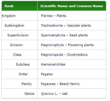 oak & luna|what is the biological name of a oak tree.